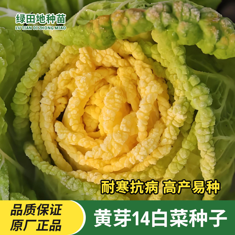 黄芽14白菜种子蔬菜种子