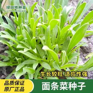 面条菜种子天然面条棵面条蒿面条草种籽蔬菜种子野菜籽四季菜种子