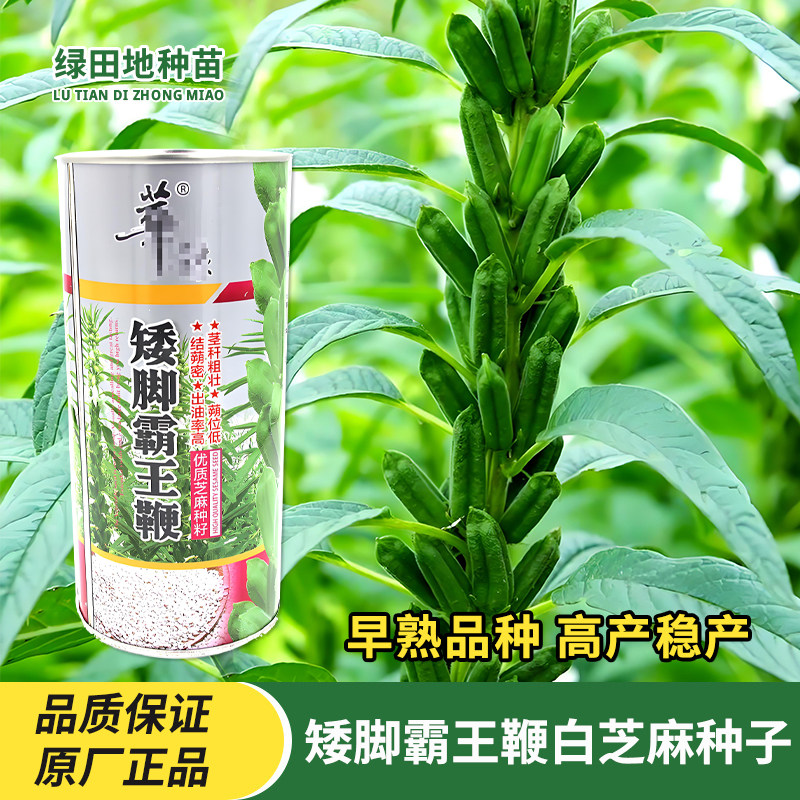 矮脚霸王鞭白芝麻种子