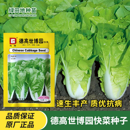 德高世博园快菜种子大白菜小白菜苗菜耐热速生丰产抗病德高菜种子