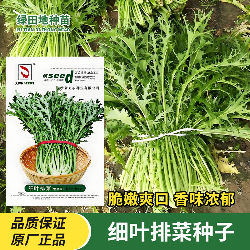 新万农细叶排菜雪里蕻种子