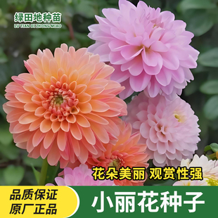 小丽花种子四季种植小丽菊花种籽庭院室外阳台花草种混色花卉种子