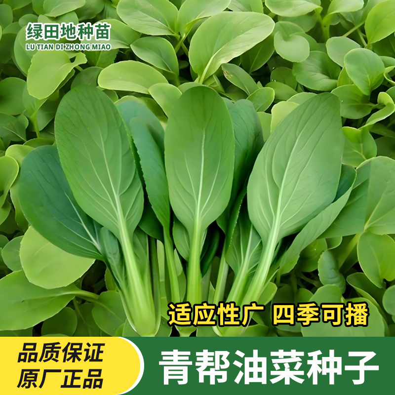 青帮油菜种子高产青梗油菜