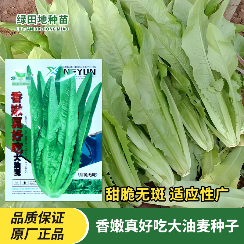 华煜香嫩真好吃大油麦菜种子