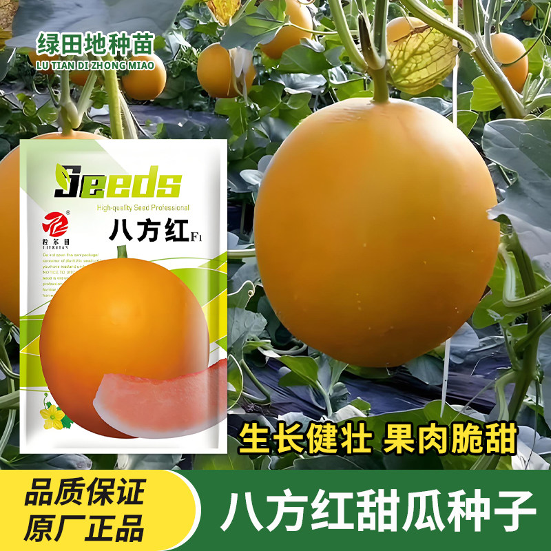 八方红甜瓜种子水果种子籽