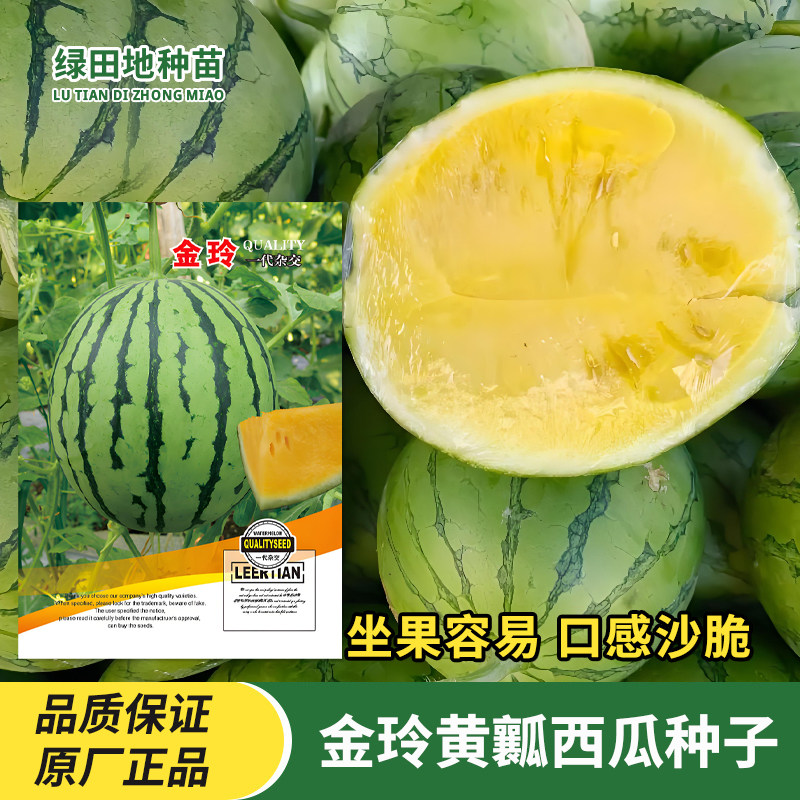 金玲礼品西瓜种子黄瓤西瓜