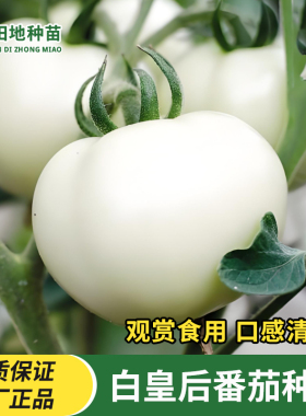 大白皇后番茄种子白番茄白色西红柿种籽特色水果蔬菜种子观赏食用