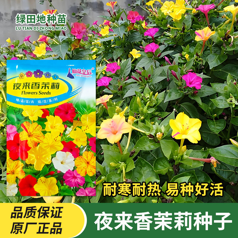 夜来香茉莉种子地栽盆栽地雷花芳香花卉种子浓香花籽鲜花庭院盆栽