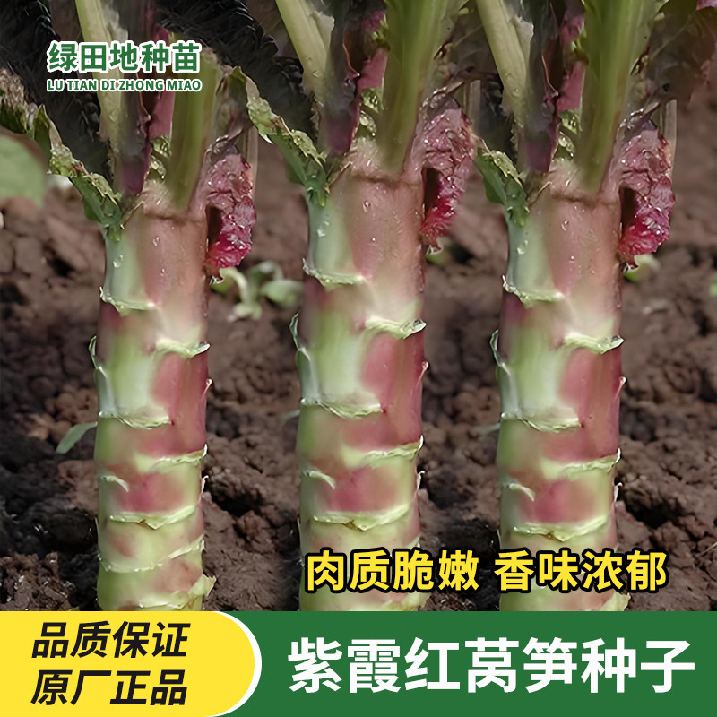 红莴笋种子紫霞红皮香莴笋