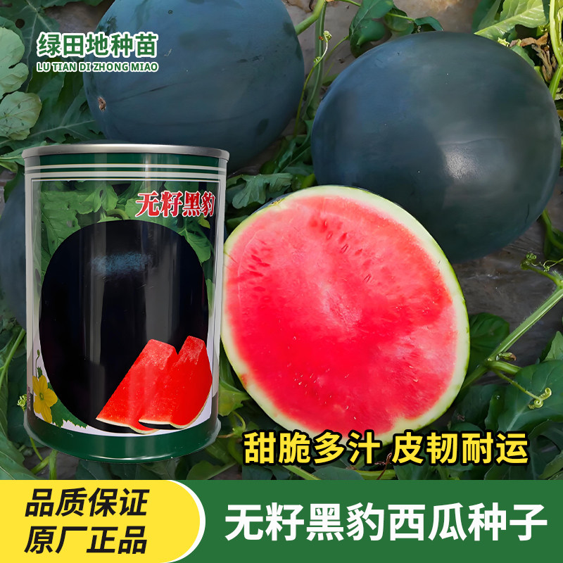 无籽黑豹西瓜种子黑皮红瓤
