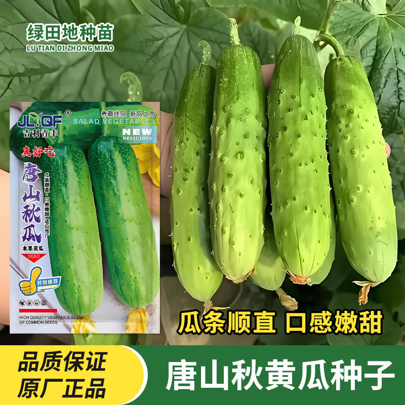 唐山秋黄瓜种子高产水果黄瓜籽阳台盆栽春季秋季庭院田园蔬菜种子