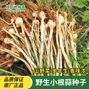 小根蒜种子山蒜野蒜小葱种籽四季播耐寒性好阳台庭院盆栽蔬菜种子