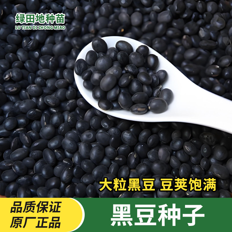 大粒黑豆种子蔬菜种子