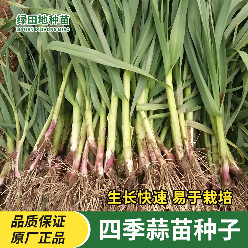 四季蒜苗种子红头香蒜种子