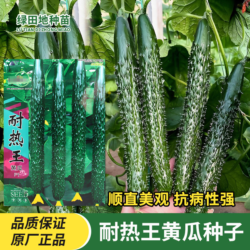 中研耐热王黄瓜种子刺黄瓜