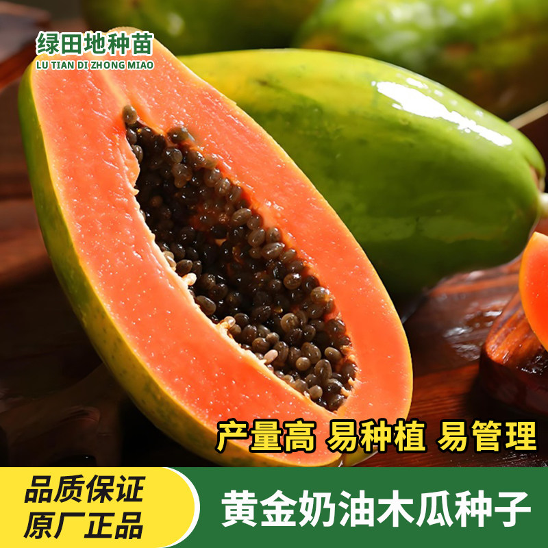 黄金奶油木瓜种子红心木瓜牛奶大青冰糖矮化南方种植四季水果种子