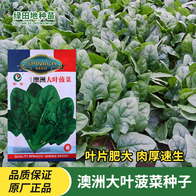 澳洲大叶菠菜种子叶大肉厚
