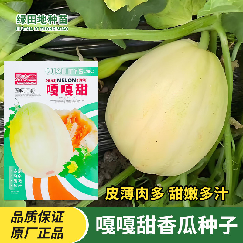 嘎嘎甜香瓜种子甜瓜种子东北香瓜种子黄甜瓜庭院田园瓜果水果种子