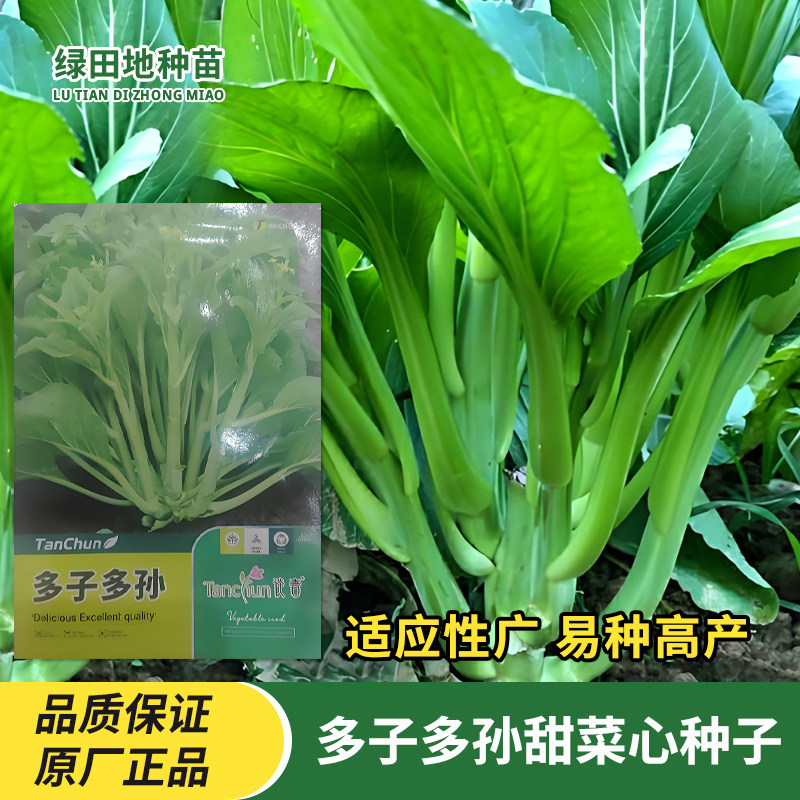 多子多孙甜菜心种子白菜苔种籽连州青菜籽秋春季家庭菜园蔬菜种子
