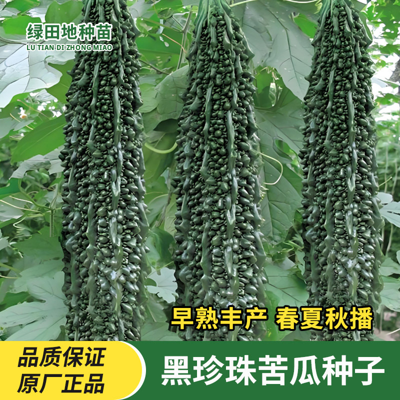 黑珍珠苦瓜种子油绿苦瓜种籽黑苦瓜种子抗病高产春季季蔬菜种子籽