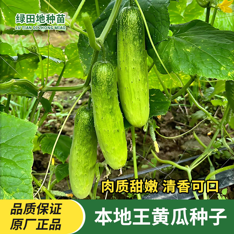 本地王黄瓜种子早熟高产水果黄瓜种籽秋春季四季农家庭院蔬菜种子