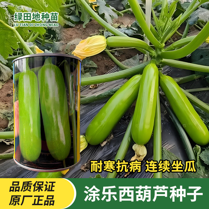 涂乐西葫芦种子青瓜种子