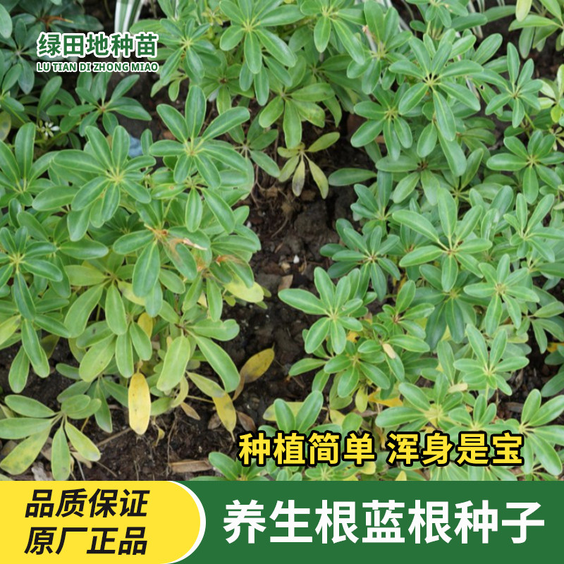 养生板蓝根种子大青叶