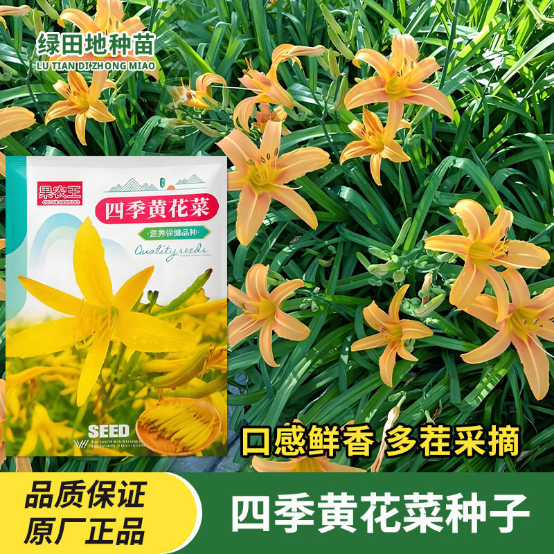 四季黄花菜种子蔬菜种子