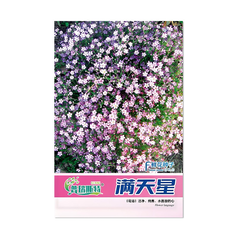 普瑞斯特满天星种子花卉种子