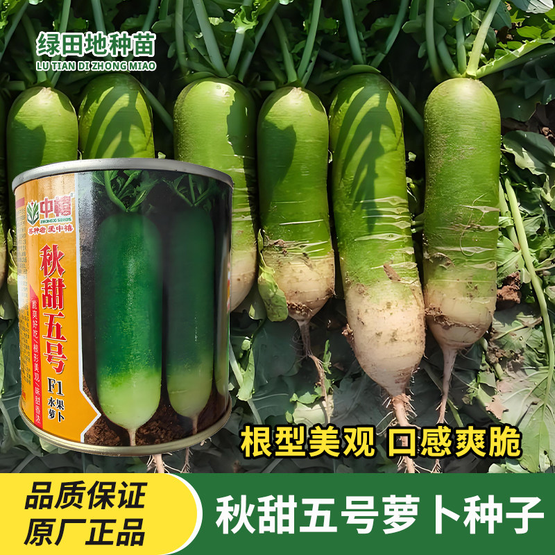 中禧秋甜五号沙窝萝卜种子