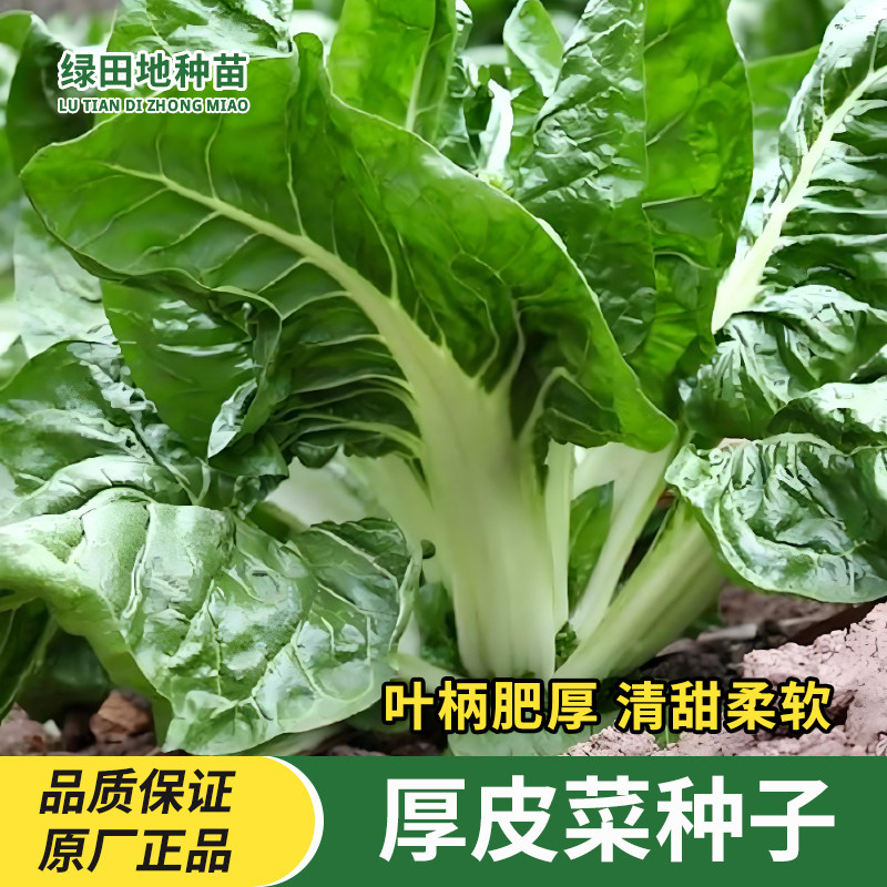 牛皮菜种子厚皮菜种子