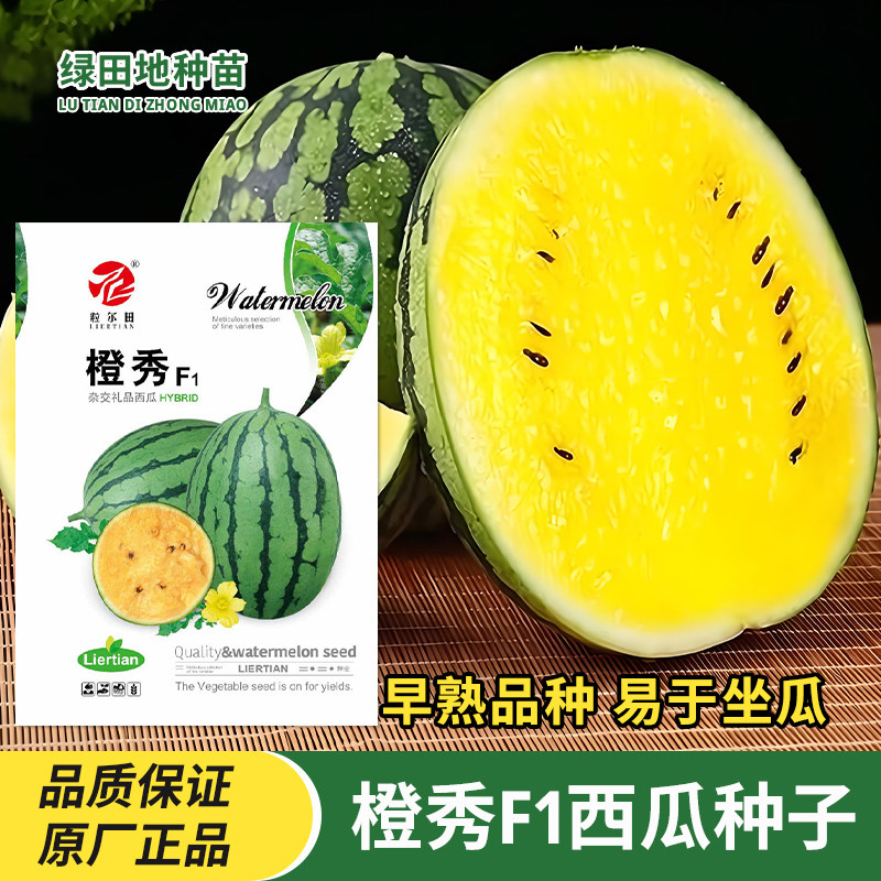 橙秀F1礼品西瓜种子黄心黄瓤