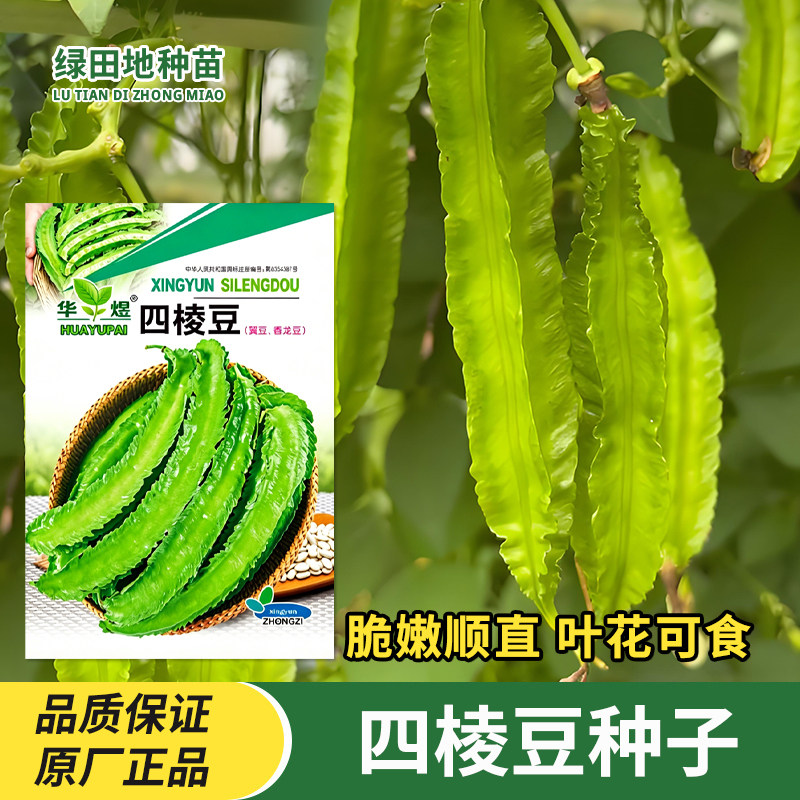 四棱豆种子菜园蔬菜种籽