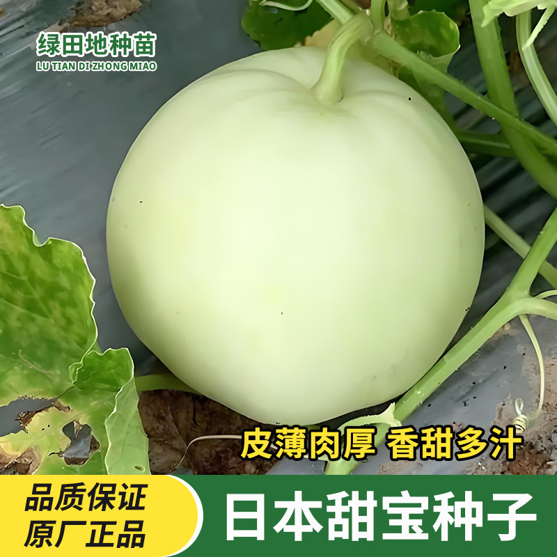 甜瓜种子香瓜种子四季可种