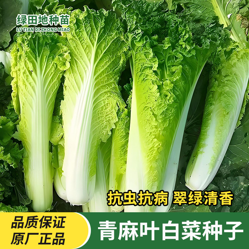 天津青麻叶白菜种子直筒形春季秋季绿麻叶大白菜四季播蔬菜种子籽,鲜花速递/花卉仿真/绿植园艺,家庭园艺种子,淘宝优惠券,粉丝福利购,淘宝优惠卷