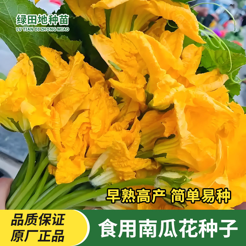 食用南瓜花种子朵朵香专吃南瓜花