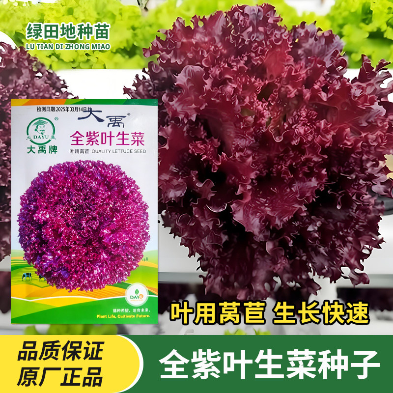 全紫叶生菜种子红生菜
