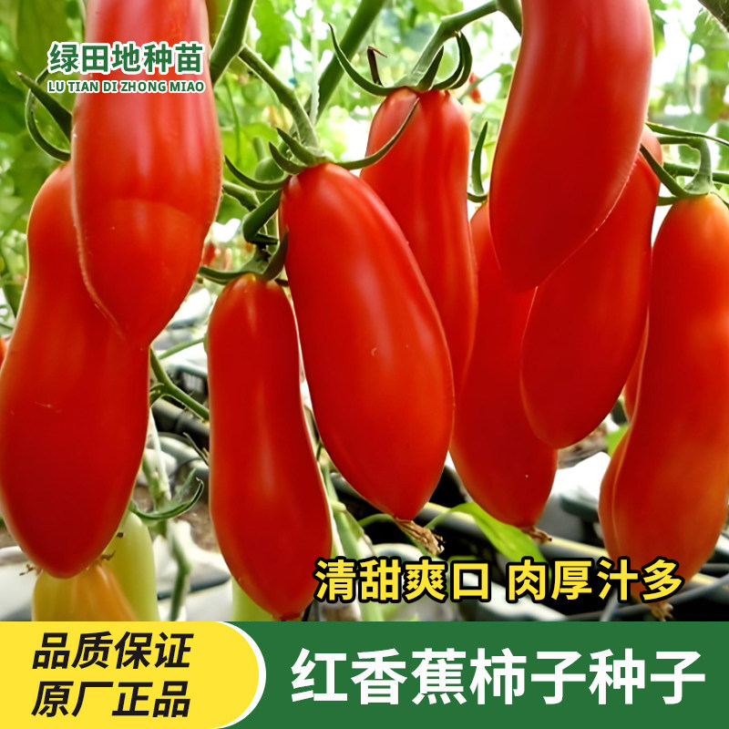 红香蕉番茄种子香蕉柿子种子圣女果春季秋季超甜多汁蔬菜水果种子