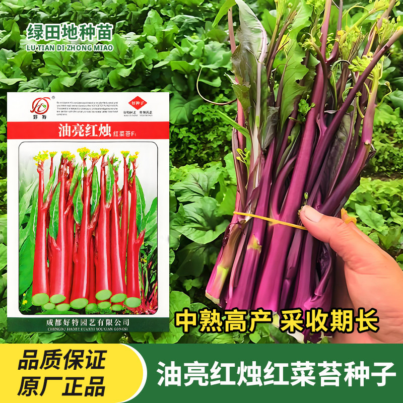 好特油亮红烛红菜苔种子