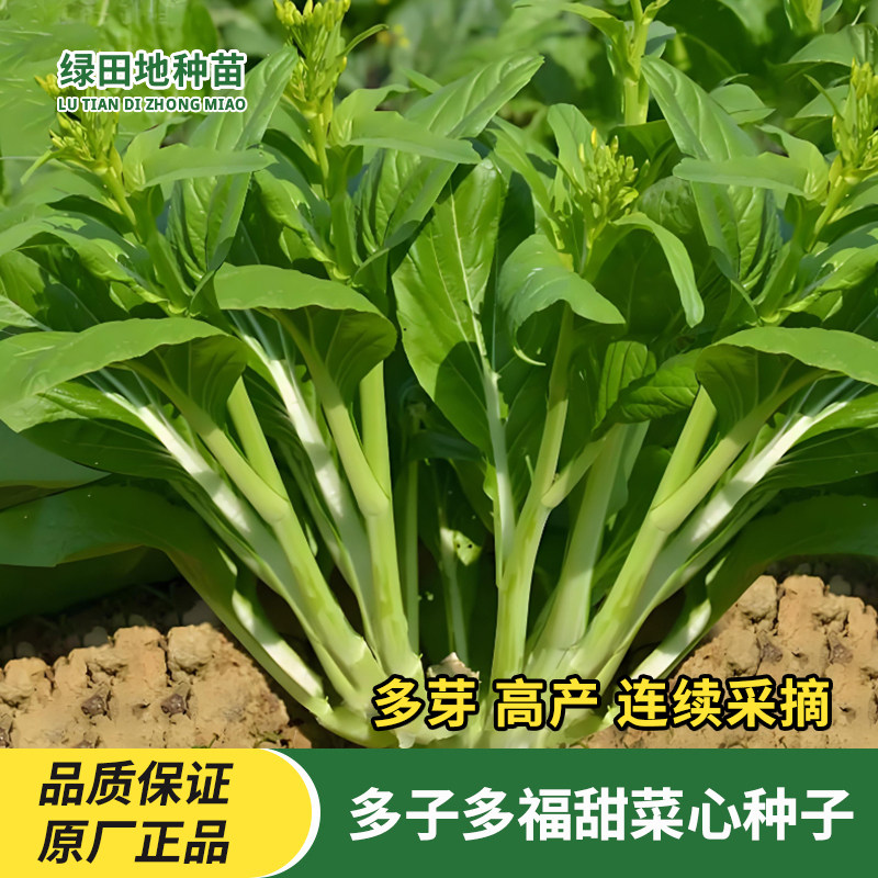多子多孙连州菜心种子耐热耐寒超播苔油青菜种籽四季甜菜蔬菜种子