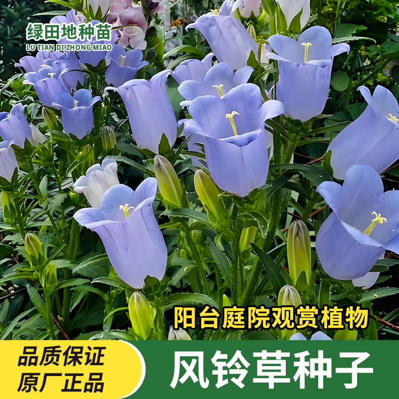 风铃草花种子阳台庭院盆栽