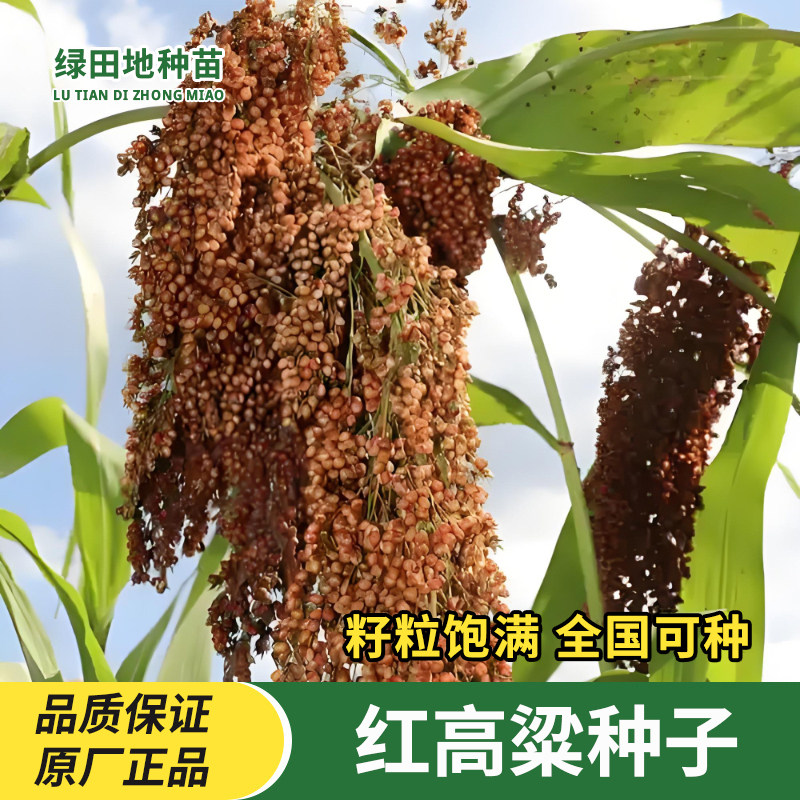 红粘高粱种子五谷杂粮种