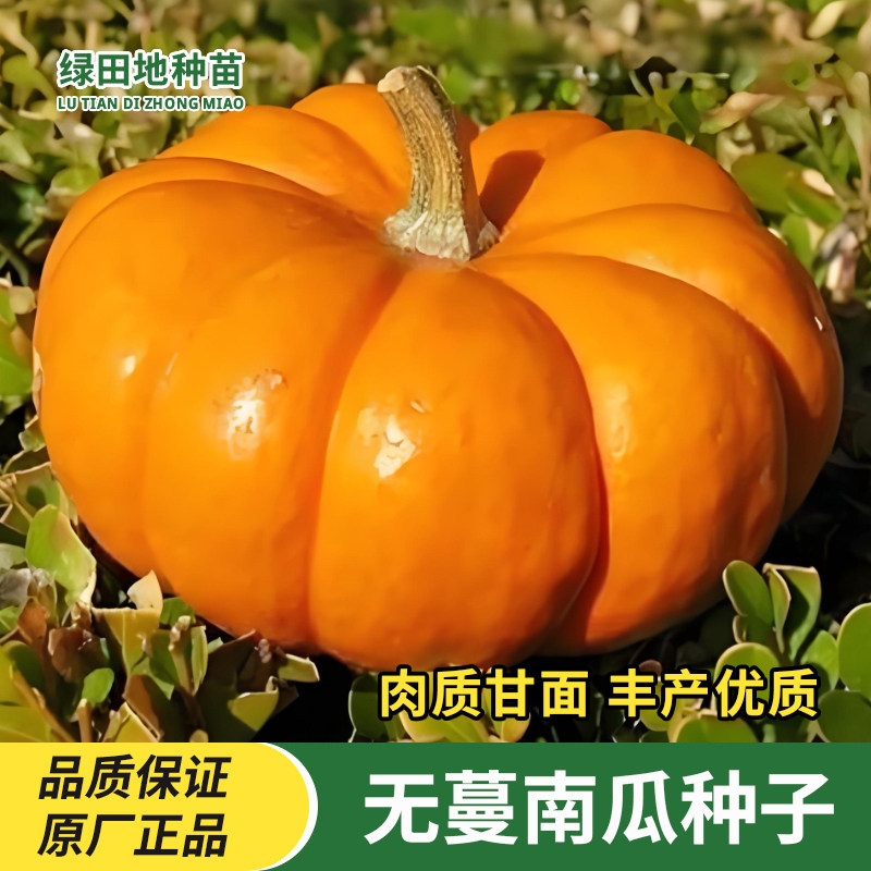无蔓南瓜种子窝瓜南瓜蔬菜种子