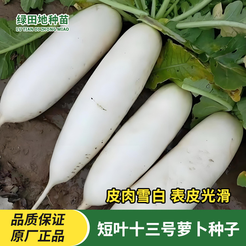 短叶十三号早萝卜种子白萝卜种子