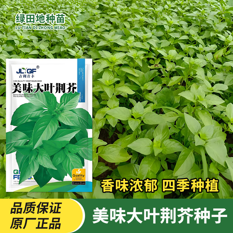 大叶荆芥种子荆芥菜种籽