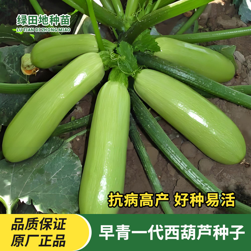 早青一代西葫芦种子瓜果种子