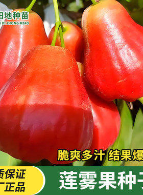 莲雾种子阳台盆栽小院种植