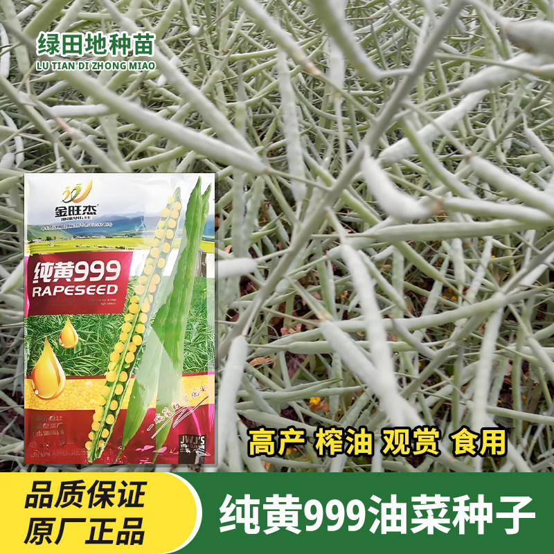 纯黄999油菜种子早熟高油