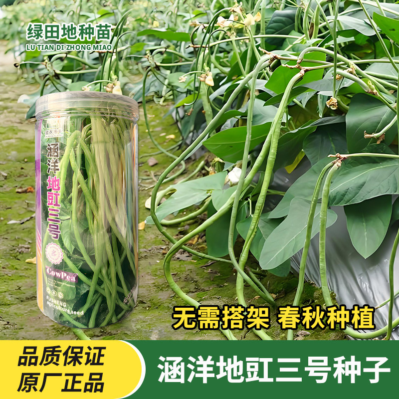涵洋地豇三号豆角种子