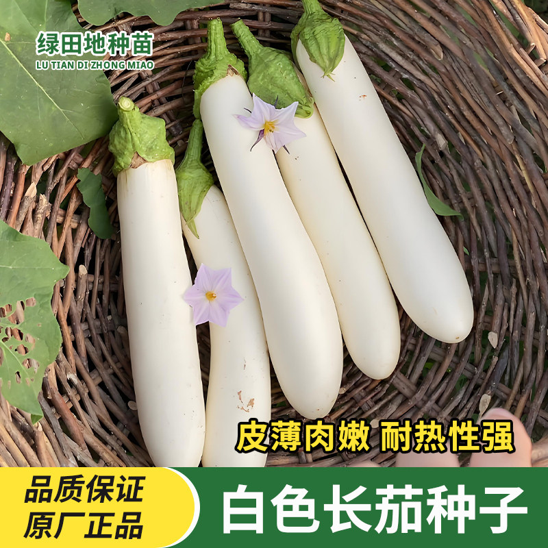 白龙茄子种子象牙白长茄种籽春秋季种植高产耐热大田田园蔬菜种子